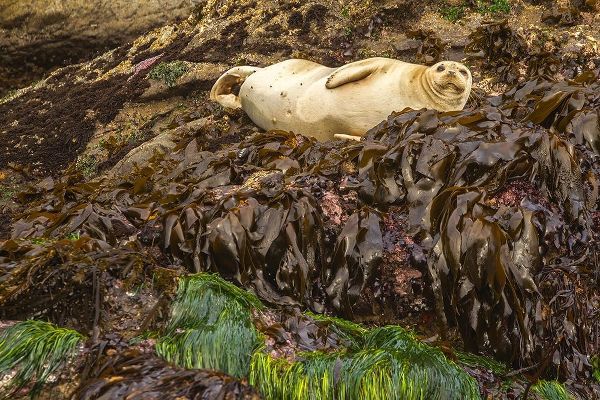Oregon-Bandon Beach Harbor seal resting on kelp